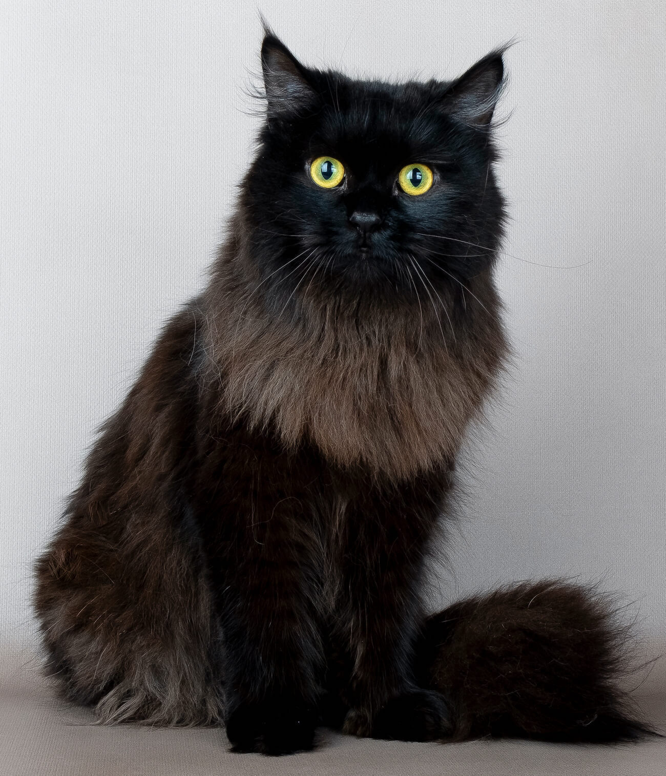 siberian-cat-black