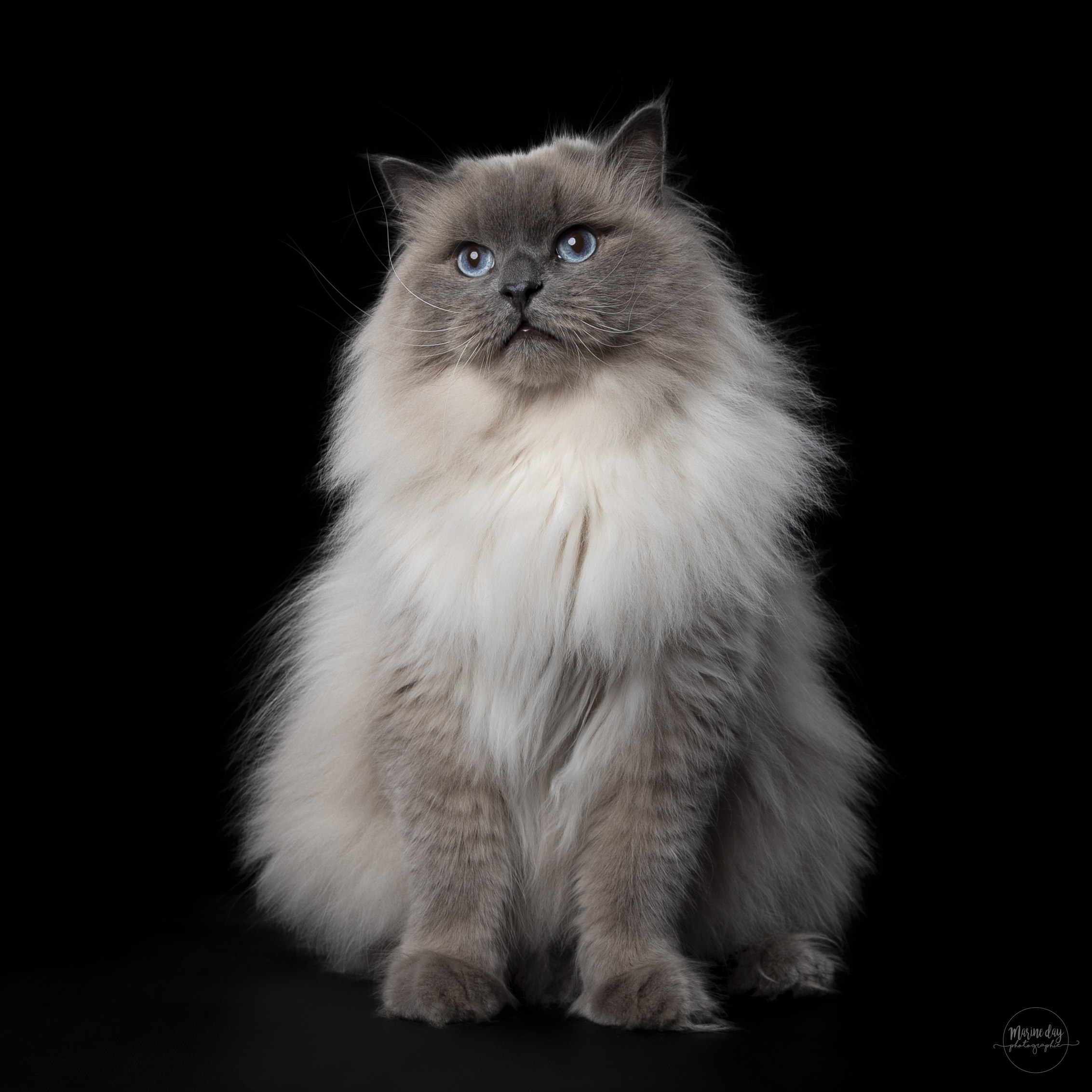 photo de Frost