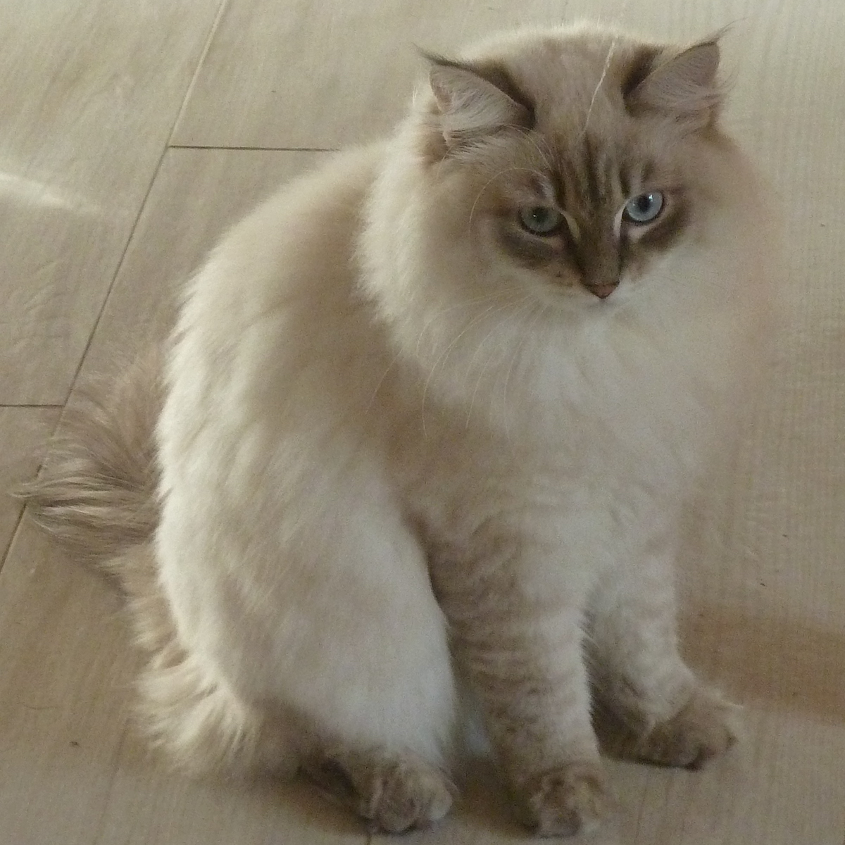 photo de Hylia