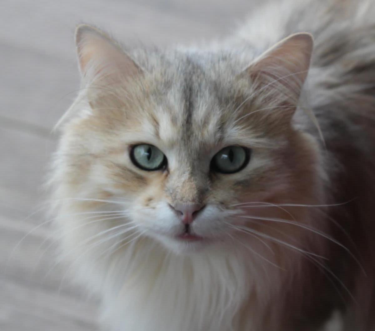 photo de Pancake