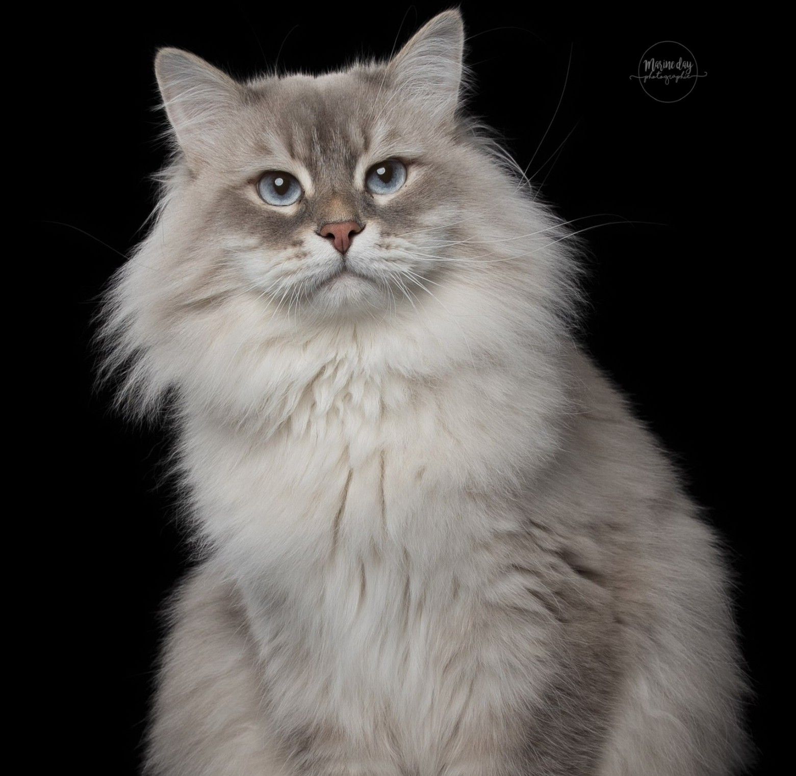 photo de Yoshi